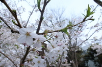 Photo_4